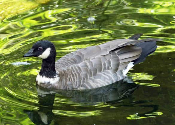 動物図鑑・シジュウカラガン